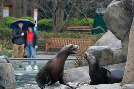 A Sea Lion in the Central Park Zoo, New York City