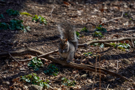 A squirell of central park nyc USA