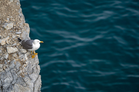 A seagull bird over a natural cliff.の写真素材