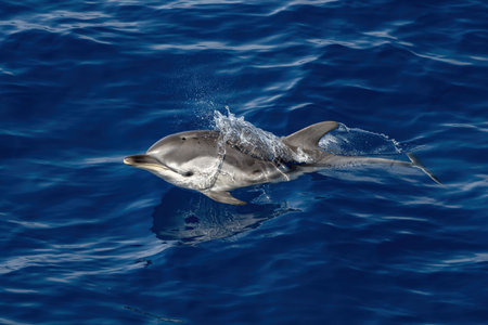 Happy Striped dolphins jumping outside the blue seaの写真素材