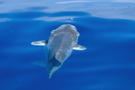 Sunfish on sea surface while eating jellyfish hydrozoa velella