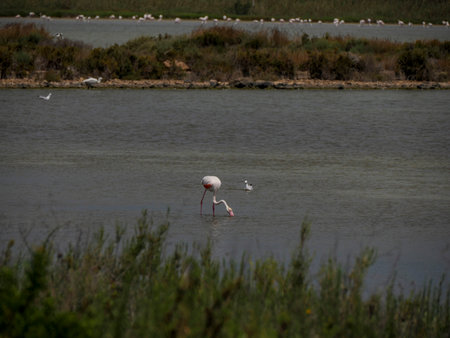 Wild flamingos in the nature reserve oasis of Vendicari, Sicilyの写真素材