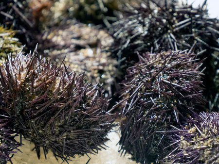 sea urchins boqueria the barcelona fruit seafood meat ham food market