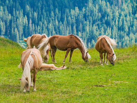 group of haflinger blonde horses grazing on green grass in dolomites horse grazing in a meadow in the Italian Dolomites mountain alps in South Tyrol.の写真素材