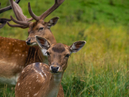 A Family of Male Fallow deer on the grass Stag with big antlers. Dama dama.の写真素材