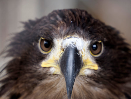 A portrait of a White-tailed Eagle looking at you close up