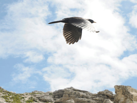 The Alpine Chough, also known as the Yellow-billed Chough, a distinctive and charismatic bird species found in the Dolomites mountains, a breathtaking mountain range in northern Italy.の写真素材