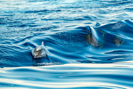 A striped dolphins jumping wild and free striped dolphin, Stenella coeruleoalba, in the coast of Genoa, Ligurian Sea, Italy at sunsetの写真素材