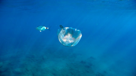 A Jellyfish while swimming free in the crystal clear of the coast illuminated by the sun's rays...