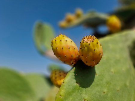 wild Prickly pear cactus fruiting, or indian fig in sicily, italyの写真素材