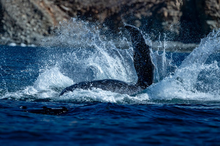 An humpback whale breaching in pacific ocean background in cabo san lucas mexico baja california sur