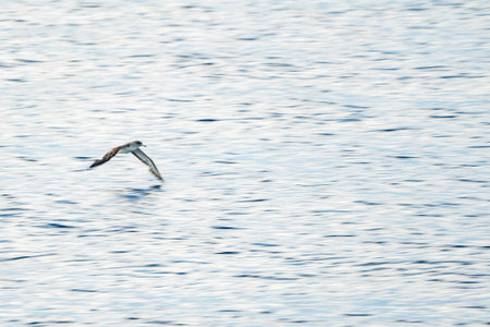 move effect Cory's shearwater flying low over the seaの写真素材
