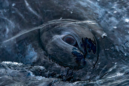 detail of eye of a gray whale in baja california sur, mexicoの写真素材