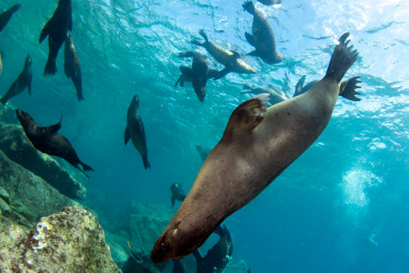 sea lion seal coming to you underwaterの写真素材