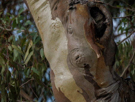 A Rainbow Eucalyptus tree in Porquerolles Island Franceの写真素材