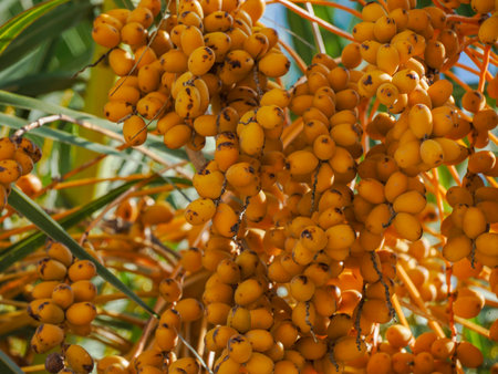 Bunch of yellow dates on date palm detail