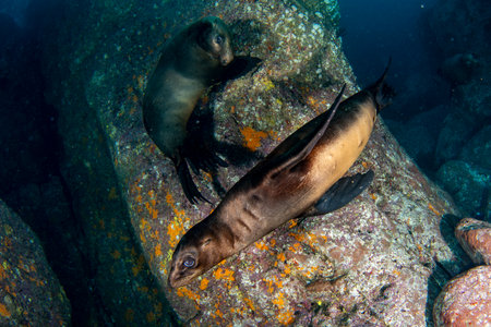 playful underwater Californian sea lions of Mexico's Baja California wild and free coming to youの写真素材