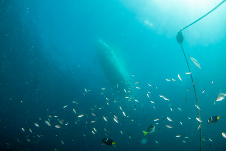 A boat chain anchor from underwater with sun rays