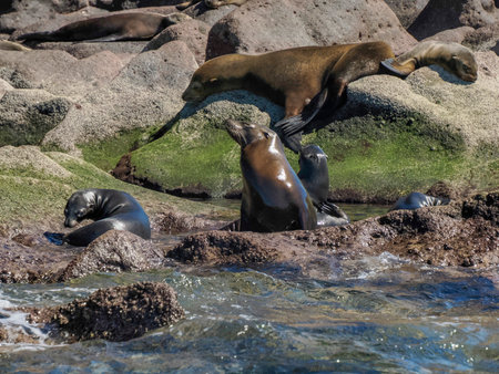A California Sea lion colony relaxing on the rocksの写真素材
