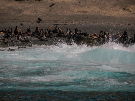 A California Sea lion colony relaxing on the rocks in front of Pacific Ocean of Santa Margherita island in Baja California Sur, Mexicoの写真素材