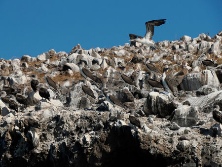 Blue-footed Booby (Sula nebouxii) on rocks, coming from Galapagos Islands Ecuador to Baja California Sur, Mexicoの写真素材