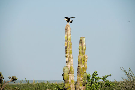 Caracara cheriway crested falcon on cactus in Baja California sur Mexicoの写真素材