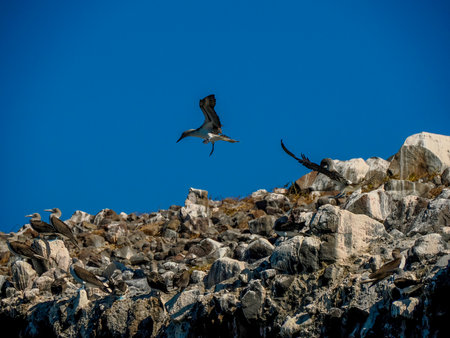 Blue-footed Booby (Sula nebouxii) on rocks, coming from Galapagos Islands Ecuador to Baja California Sur, Mexicoの写真素材