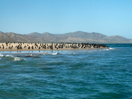A cormorant colony in Puerto Chale Bay Magdalena Bay Baja California Sur, Mexicoの写真素材