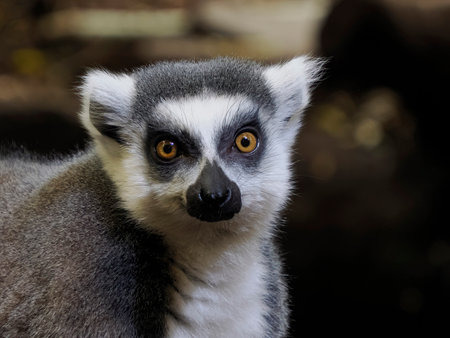 A ring tailed lemur eating fruit and looking at you close up portraitの写真素材