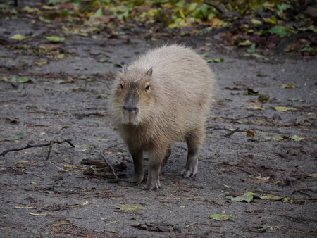 A capybara portrait looking at youの写真素材