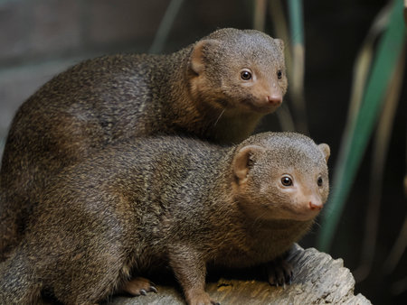a Mongoose family close up portraitの写真素材