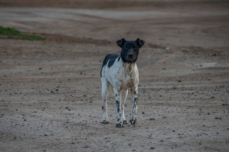 A tramp dog in Adolfo Lopez Mateos remote village of Baja California sur Mexicoの写真素材