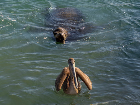 A sea lion and pelican in cabo san lucas harbor marina mexico baja california surの写真素材