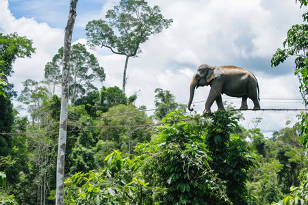 elephant showscasing its balancing skills on a tightrope suspended between tall Amazonian trees, redefining the concept of graceful giants in the heart of the jungle.の素材