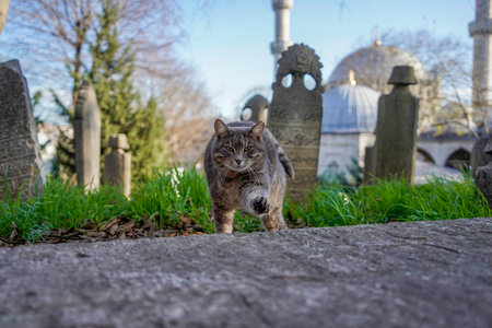 A stray cat of istanbul street portraitの写真素材