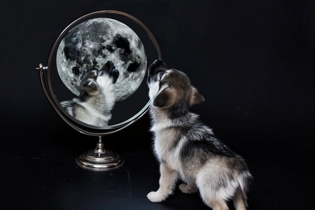 little dog puppy standing in front of a mirror, what you see inside the mirror is a giant wolf howling to the Moonの素材