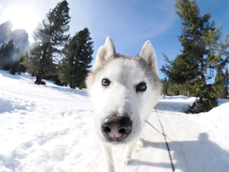 Dog sledding with husky dogs in snow mountains white background in dolomites on sunny day
