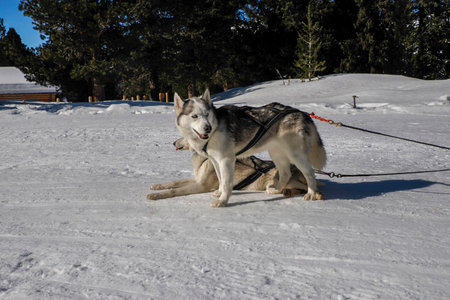 Sleddog with husky dogs resting in snow mountains white background in dolomites on sunny day