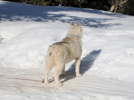 Dog sledding with husky dogs in snow mountains white background in dolomites on sunny dayの写真素材