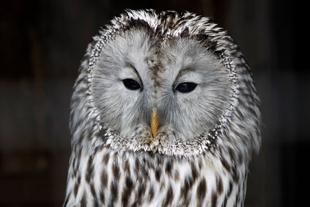 An Ural owl Strix uralensis close up portraitの写真素材