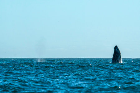 A breaching gray whale in San Ignacio Lagoon Puerto Chale Maarguerite Island Baja California Sur Mexicoの写真素材
