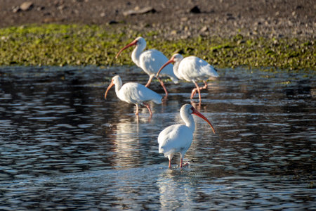 group of White ibis, Eudocimus albus, bird in water of Loreto Baja California Sur, Mexico