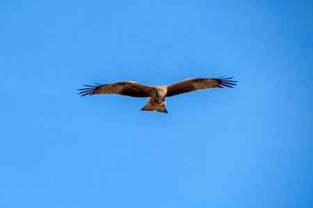 A grey-headed fish eagle bird of prey hunting in Aveiro's salt pans Portugal