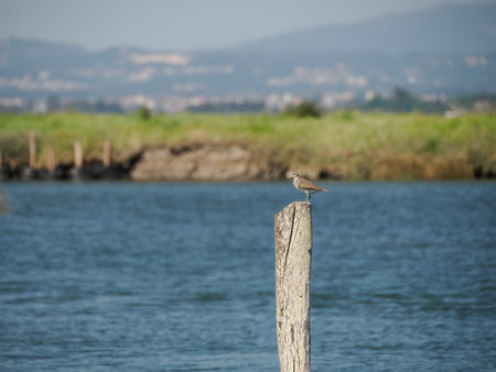The Aveiro lagoon Ria de Aveiro located on the Atlantic coast of Portugal.