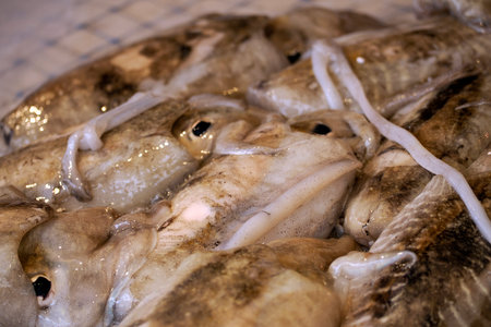 cuttlefish fresh fish seafood at Ortigia Syracuse sicily historic fish market Italyの写真素材