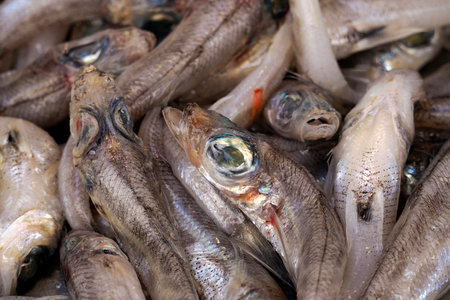 hlorophthalmus agassizi shortnose greeneye fresh fish seafood at Ortigia Syracuse sicily historic...