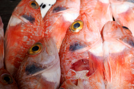 Helicolenus dactylopterus, Blackbelly rosefish fresh fish seafood at Ortigia Syracuse sicily historic fish market Italyの写真素材