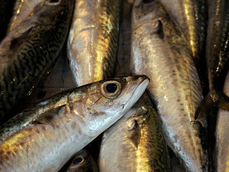 fresh fish seafood at Ortigia Syracuse sicily historic fish market Italyの写真素材
