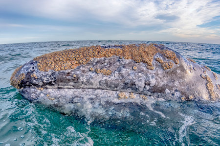 A gray whale in magdalena bay mexico baja california mexico close up to the boatの写真素材