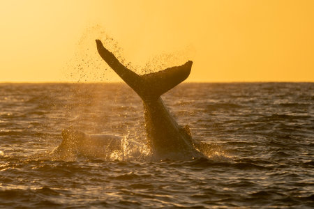 An humpback whale tail slapping after breaching at sunset in Pacific Ocean off the coast of Cabo San Luca, Baja California Sur, Mexicoの写真素材